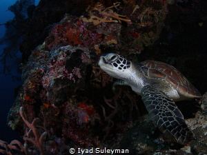 Sea Turtle by Iyad Suleyman 